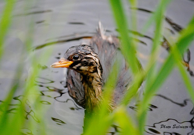 sottomarino pennuto!